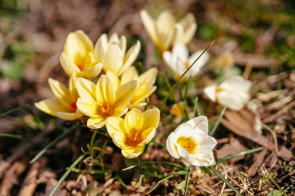 Gelbe Krokusse Frühling